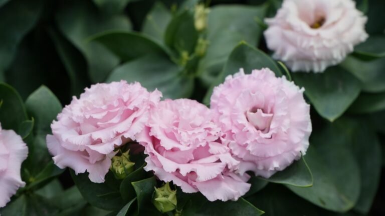 Gyönyörű virágok lakásban és kertben